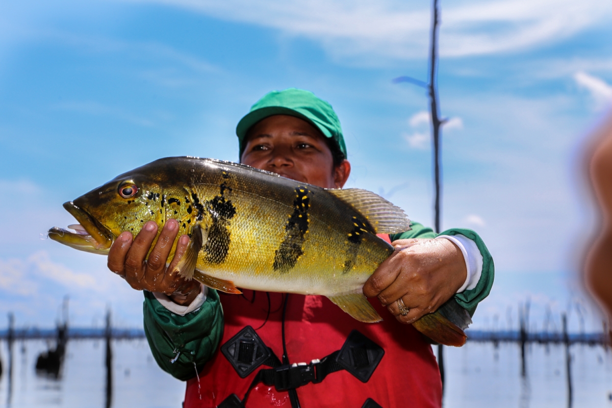 Circuito de Pesca do Tucunaré é realizado com sucesso e movimenta a Vila de Balbina