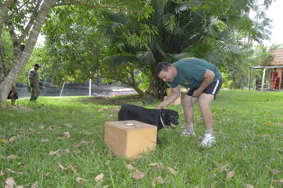 Grupamento do canil da Guarda Municipal participa de treinamento com os cães